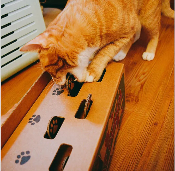 Cat Cardboard Box and Whack-a-Mole Toy