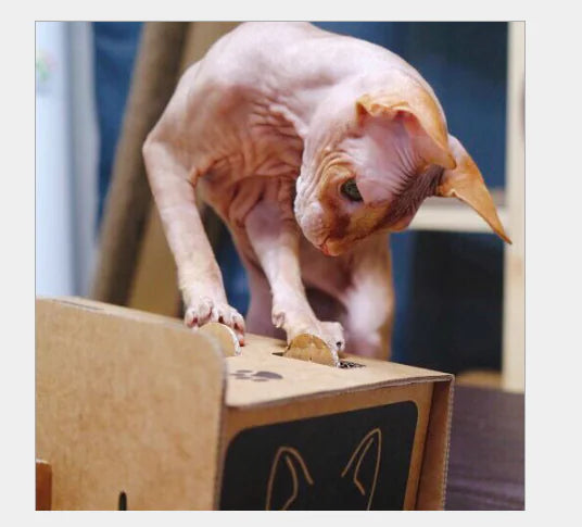 Cat Cardboard Box and Whack-a-Mole Toy